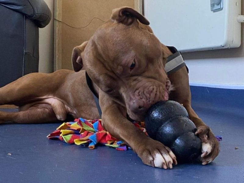 Doggy boredom busters