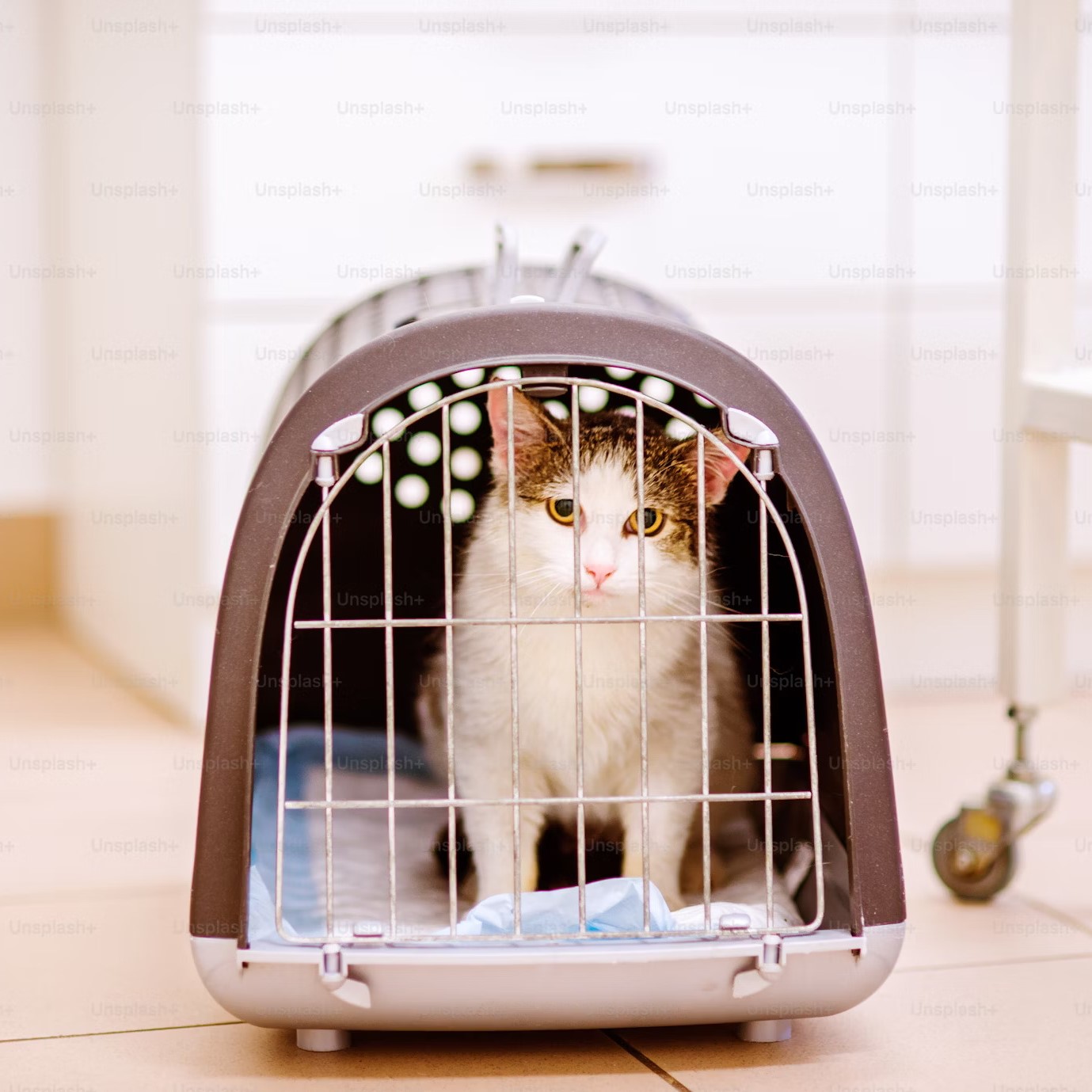 Cat in carrier sq