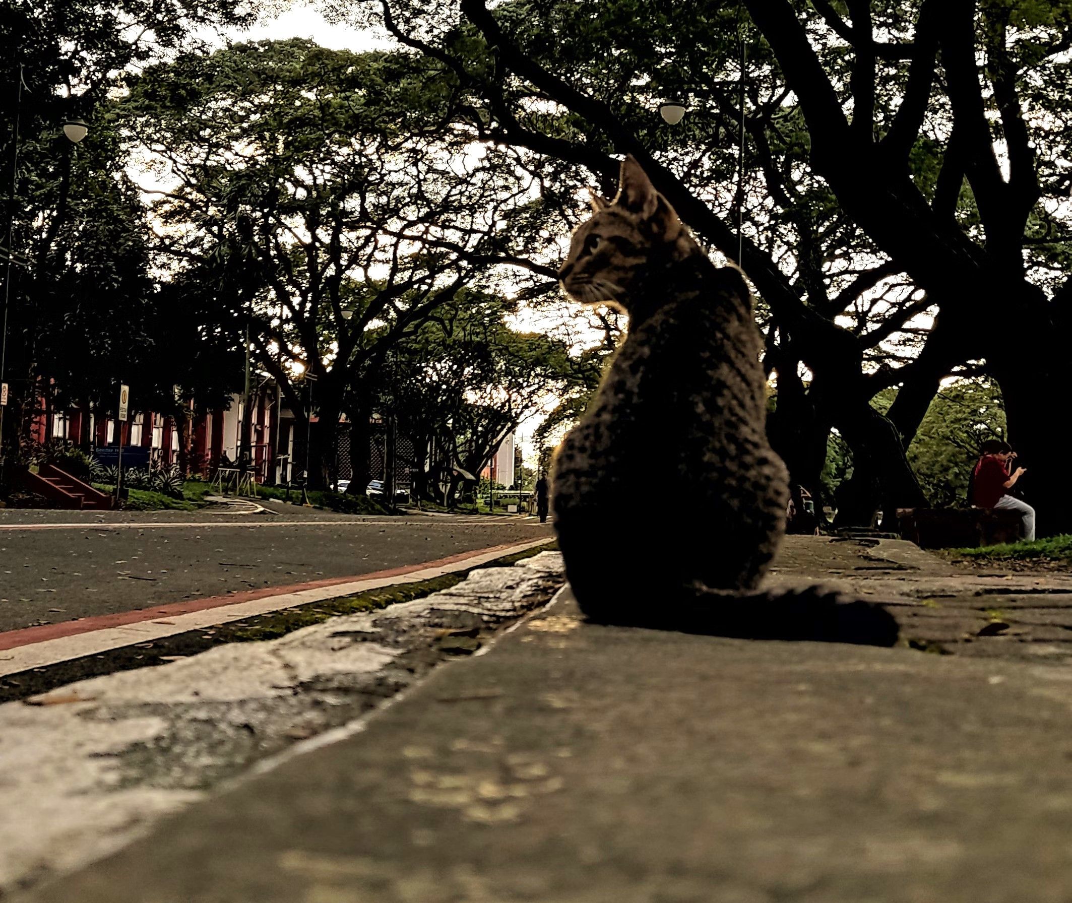 Cat next to roads