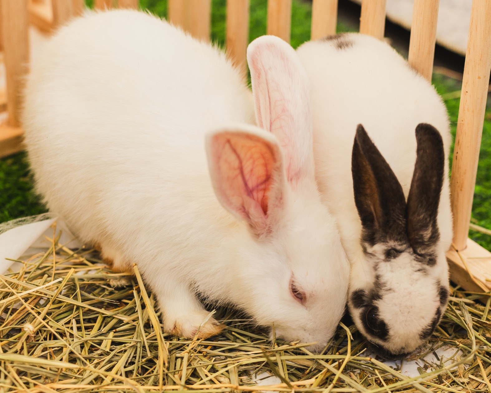pair of rabbits