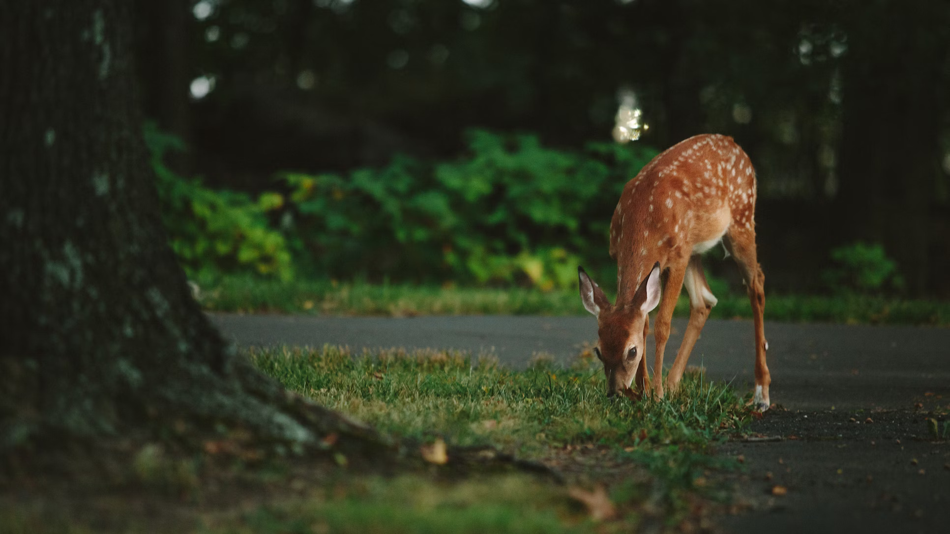 Deer in road