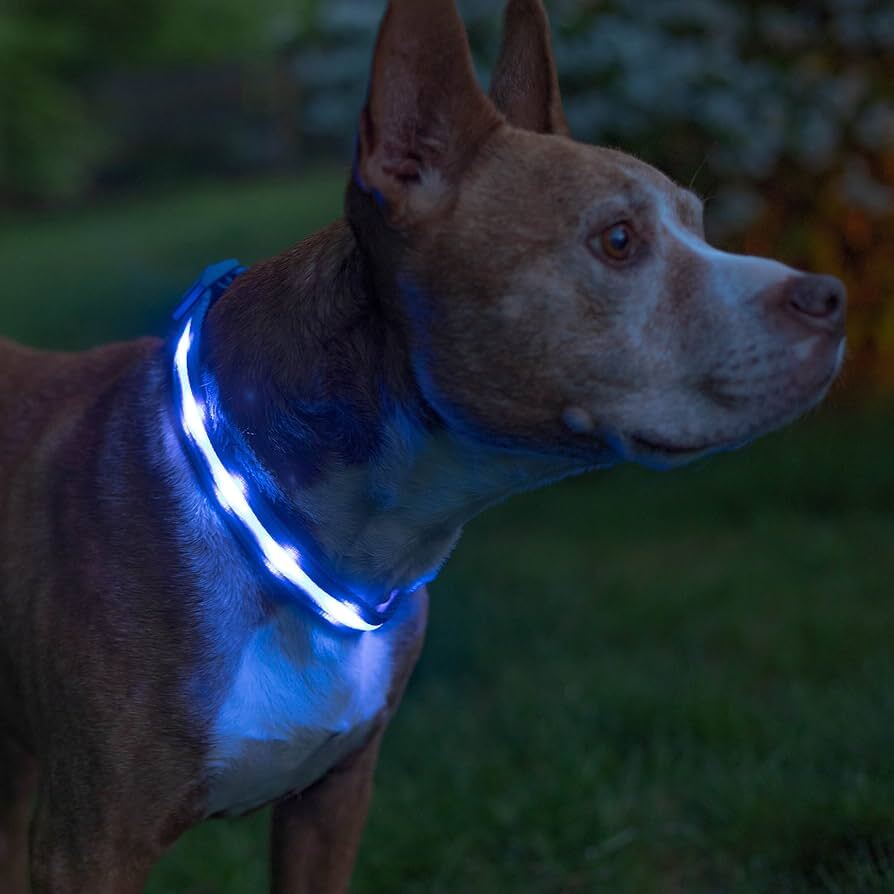 Dog wearing flashing collar