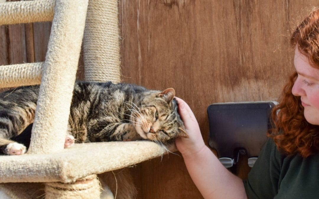 Safe interactions with our cats