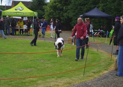 Open dog show
