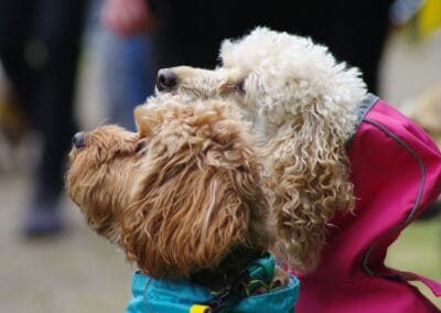 Open day dog show