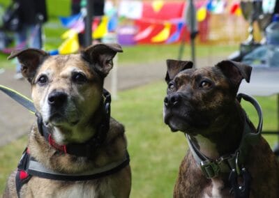 Open day dog show