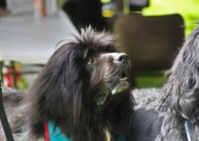 Open day dog show