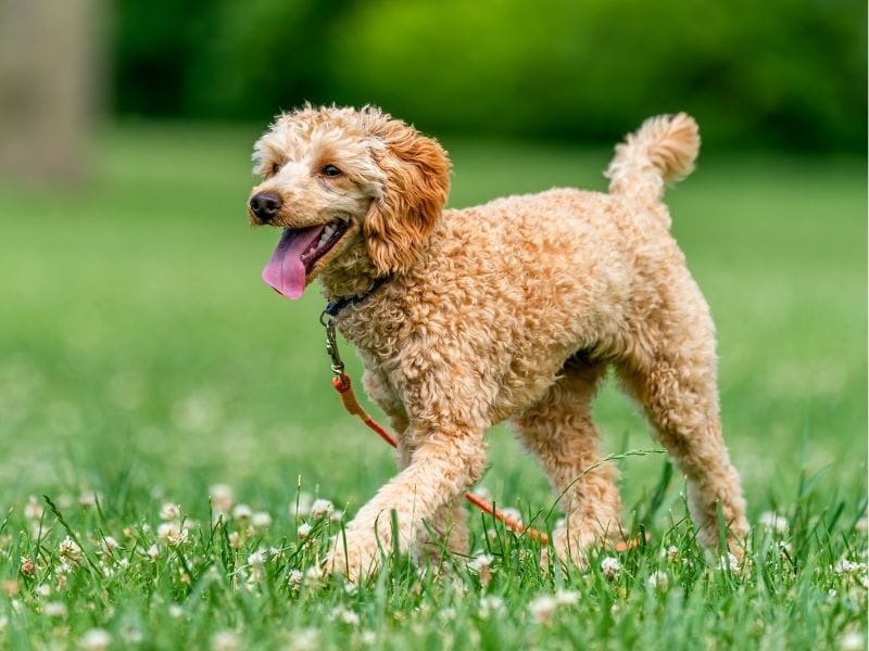 Jazz up your dog walks