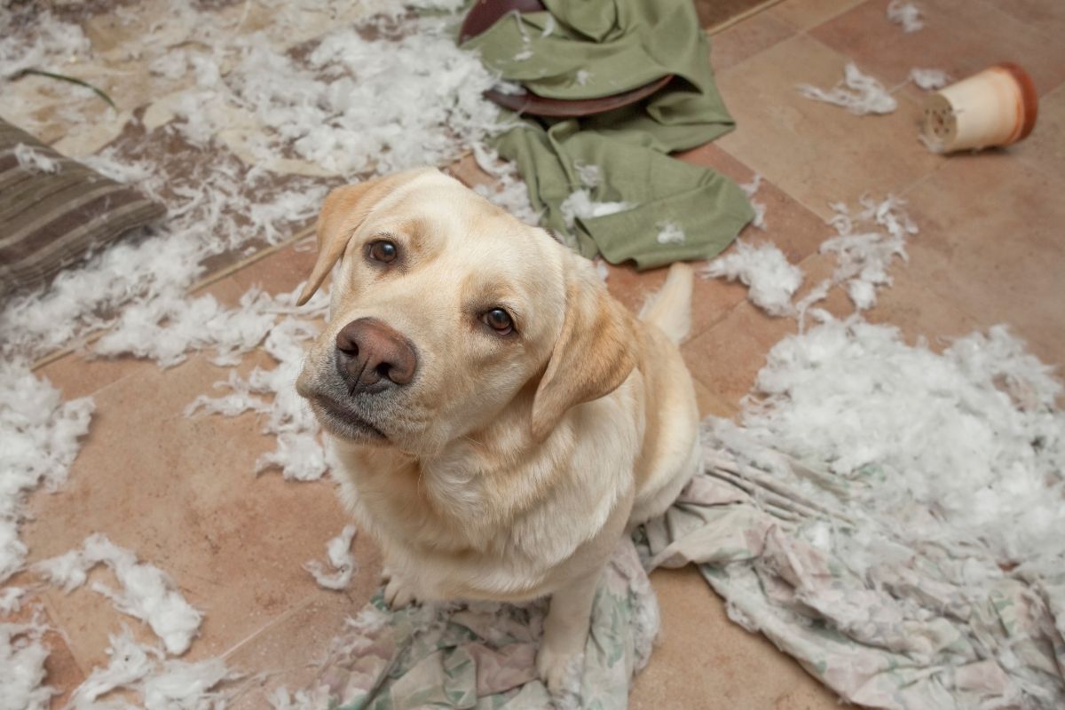Labrador sat among a mess of cushion stuffing