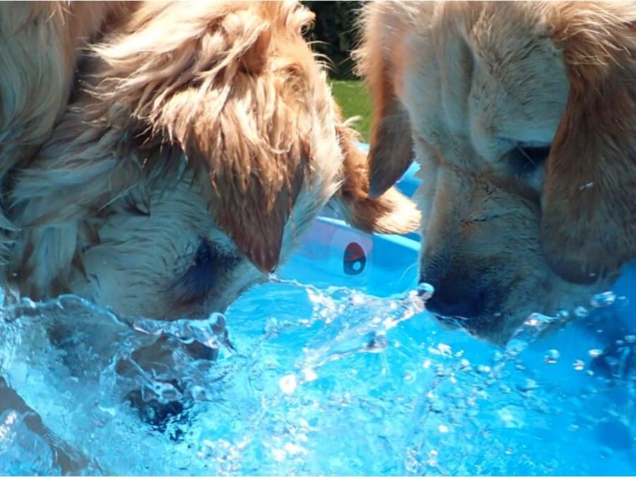Hot weather tips for pets
