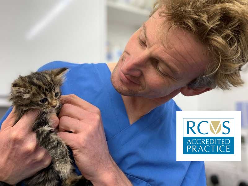 Toby the vet with a kitten - ECVS accredited practive logo