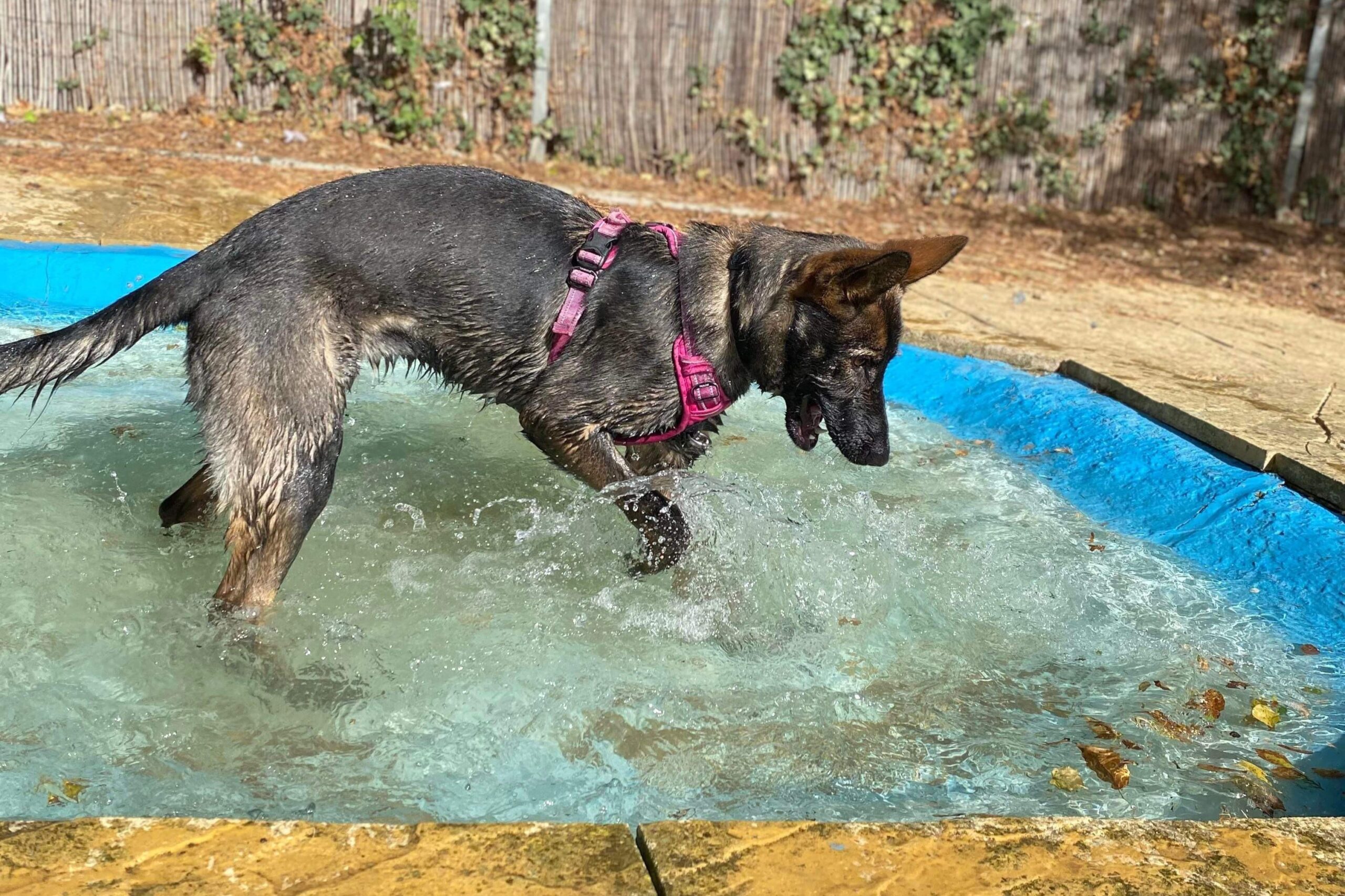 Roxy in the pool