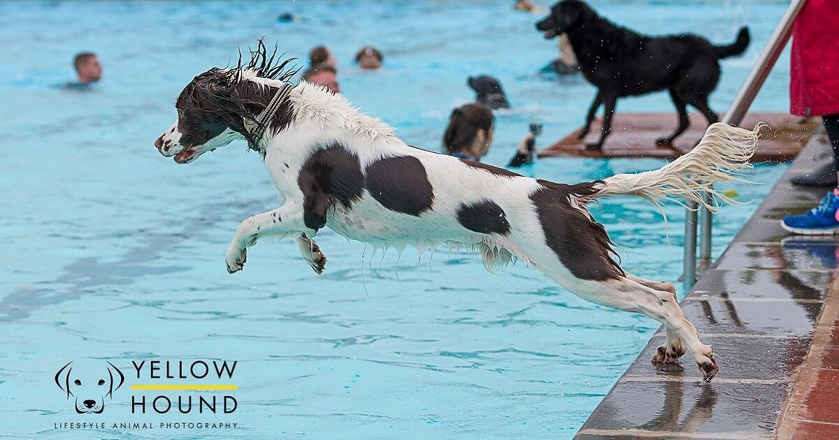 Dog jumping into the pool at Sandford Parks Lido Dog Swim