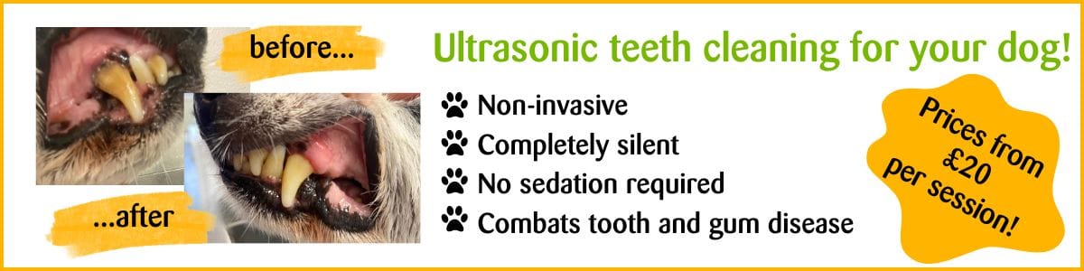 SBAS Ultrasonic teeth cleaning for your dog! - Web banner new