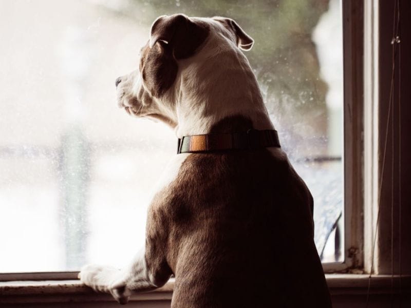 Staffy dog anxiously looking out of a window