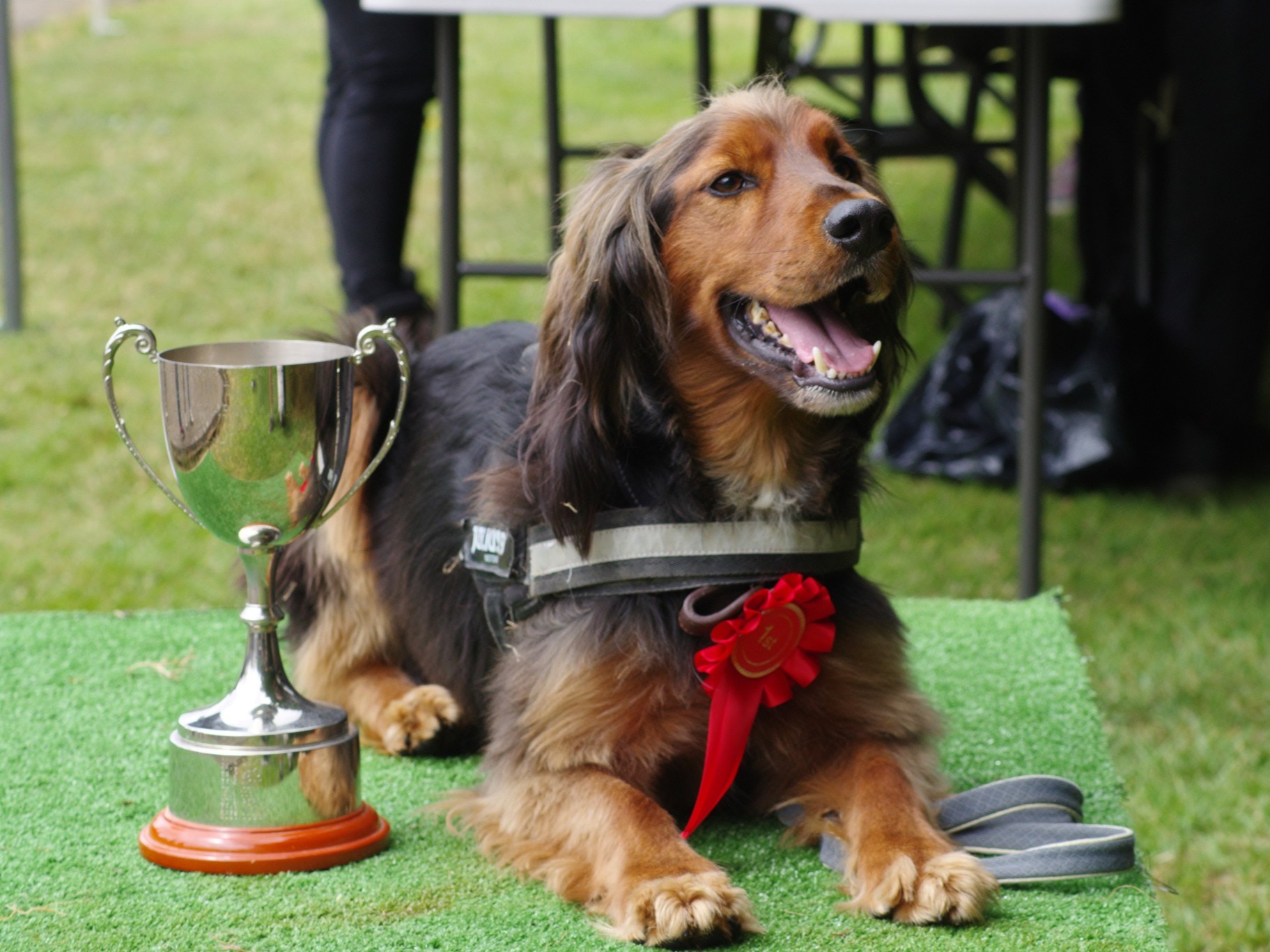 Summer open Day Fun dog show winner with trophy and rosette