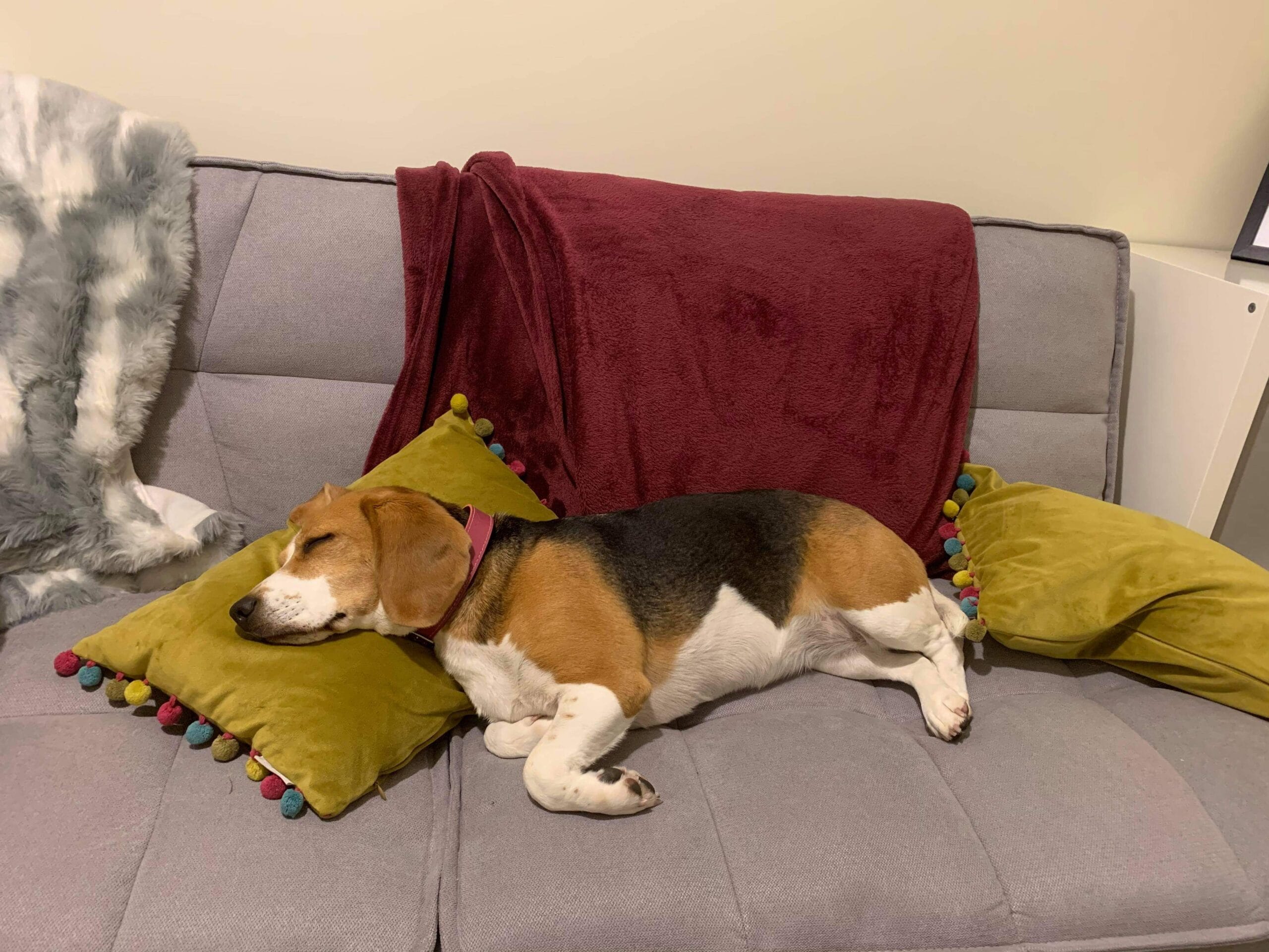 Dog asleep on a sofa