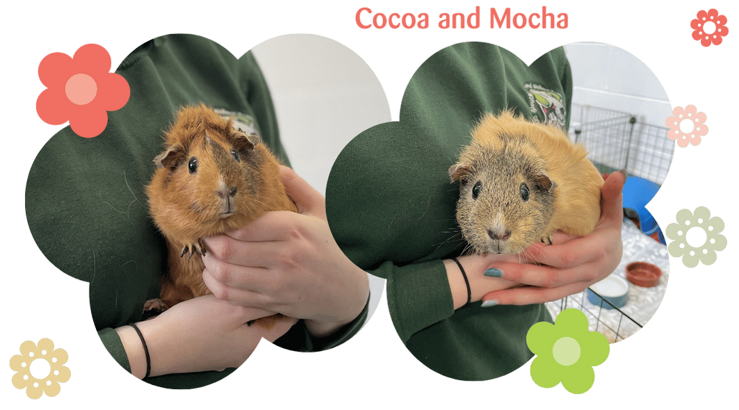 Big Spring raffle 2025 - Mocha and Cocoa