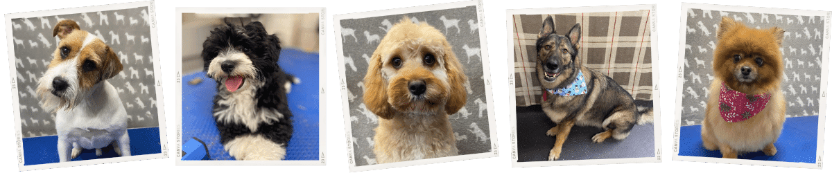 Grooming website 4