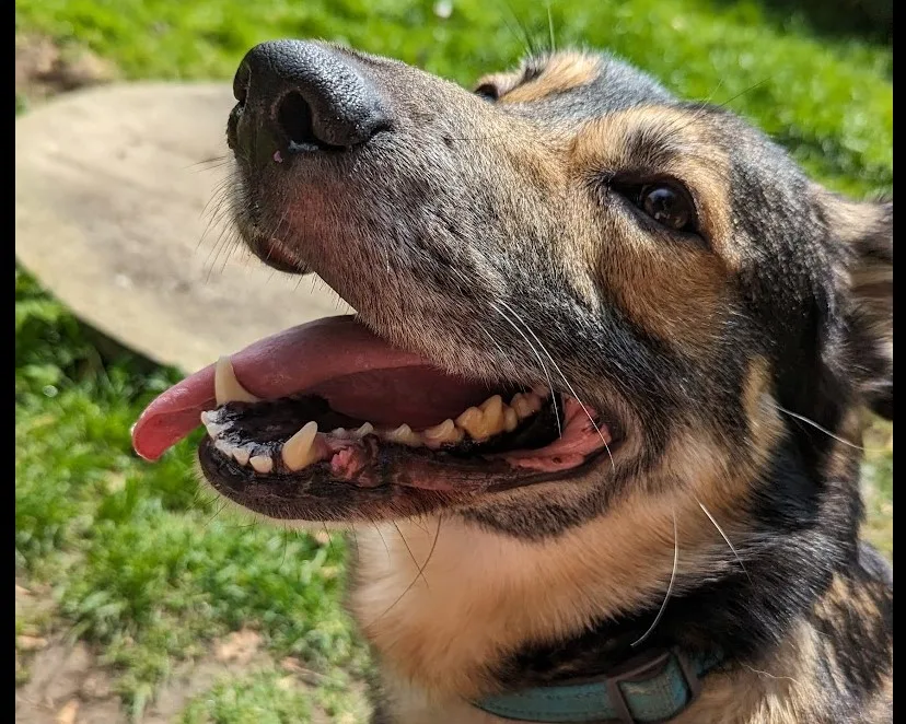 Bear the dog