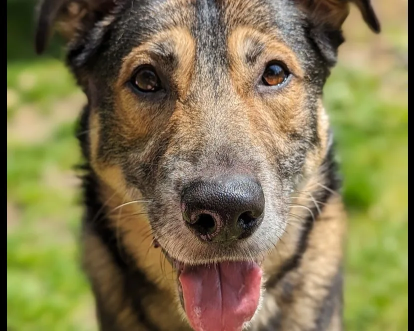 Bear the dog
