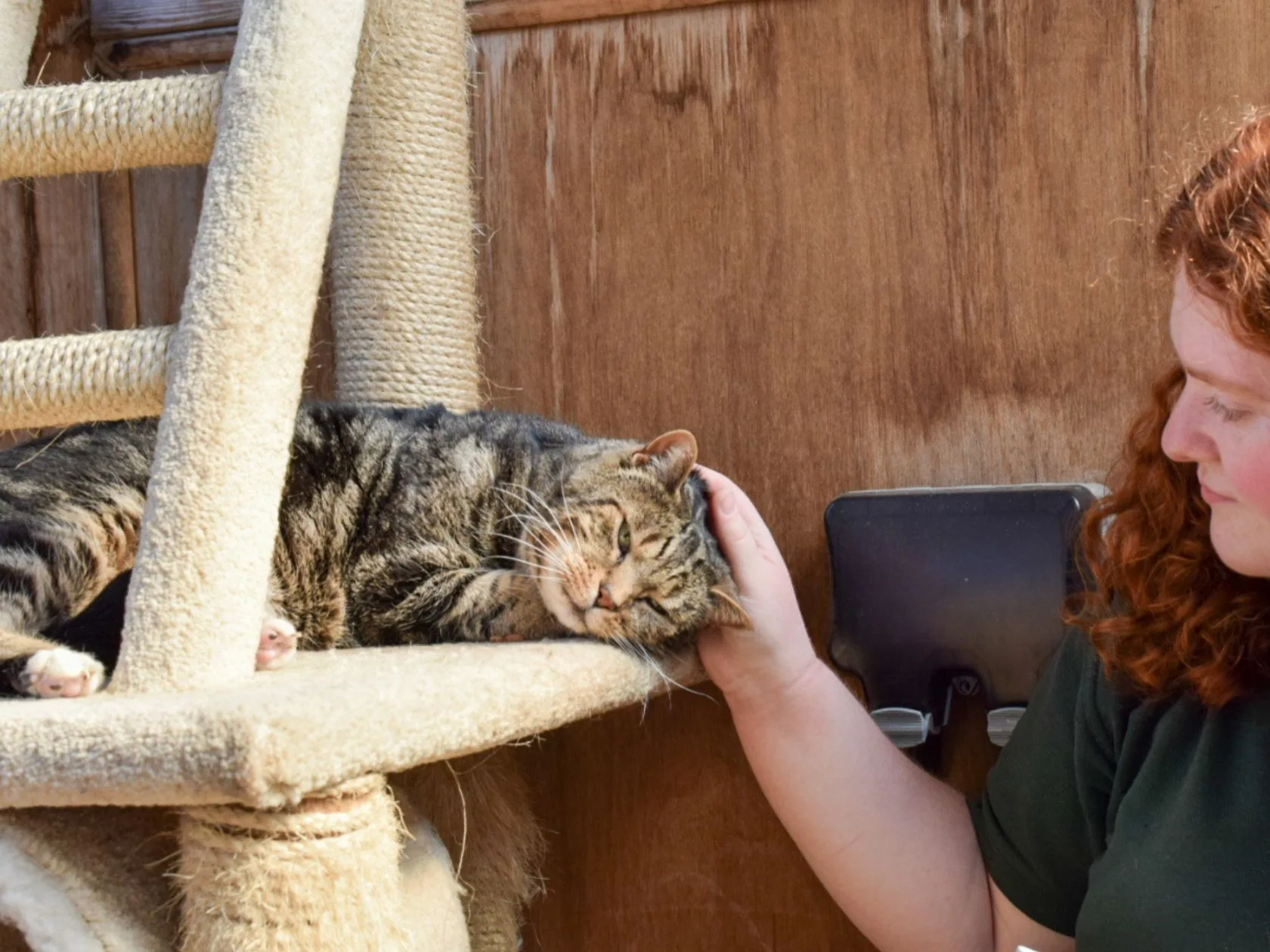 Cat laying on a cat tree bveoing stroked
