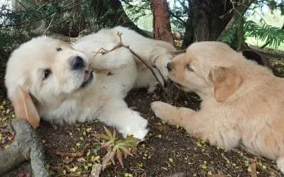 Puppy socialisation