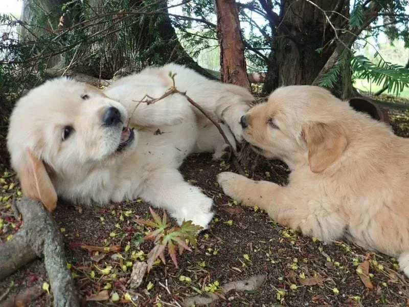 Two puppies playing with a stick under a tree
