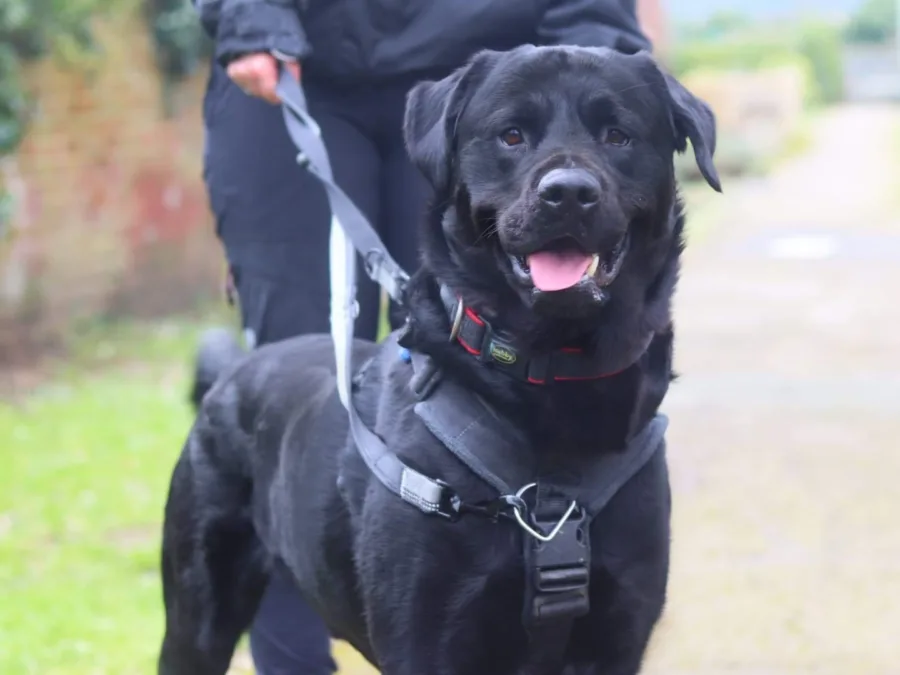 Milo the black labrador on a lead